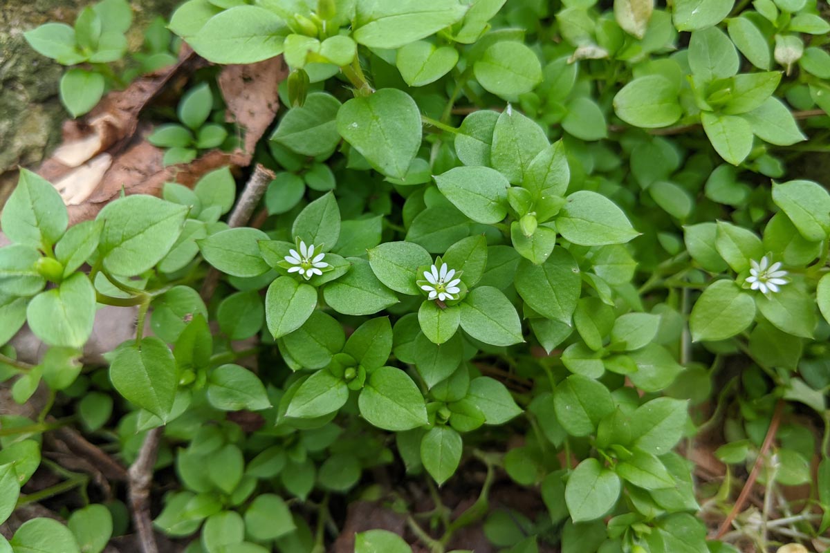 Common chickweed stellaria media in flower