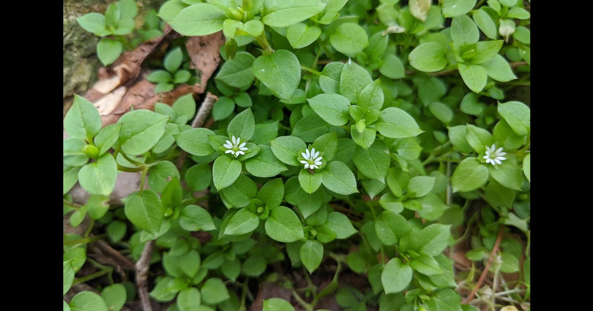 How to Control Chickweed