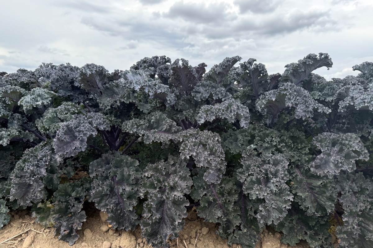 Kale 'Rubybor'