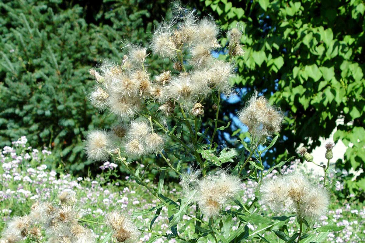 Thistle weed gone to seed