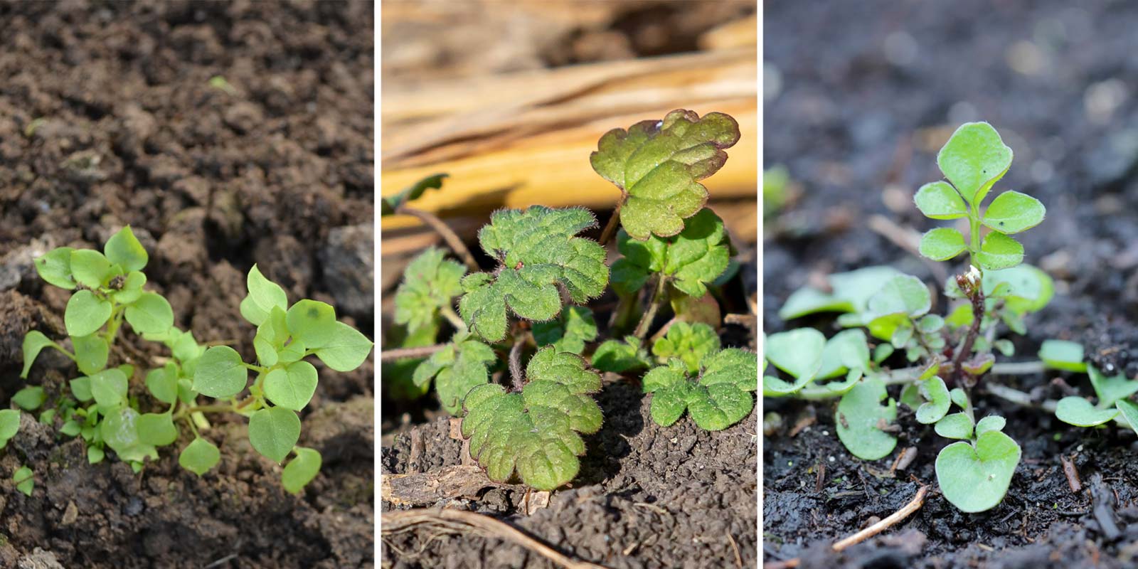 Seedlings of winter annual weeds, chickweed, henbit and hairy bittercress