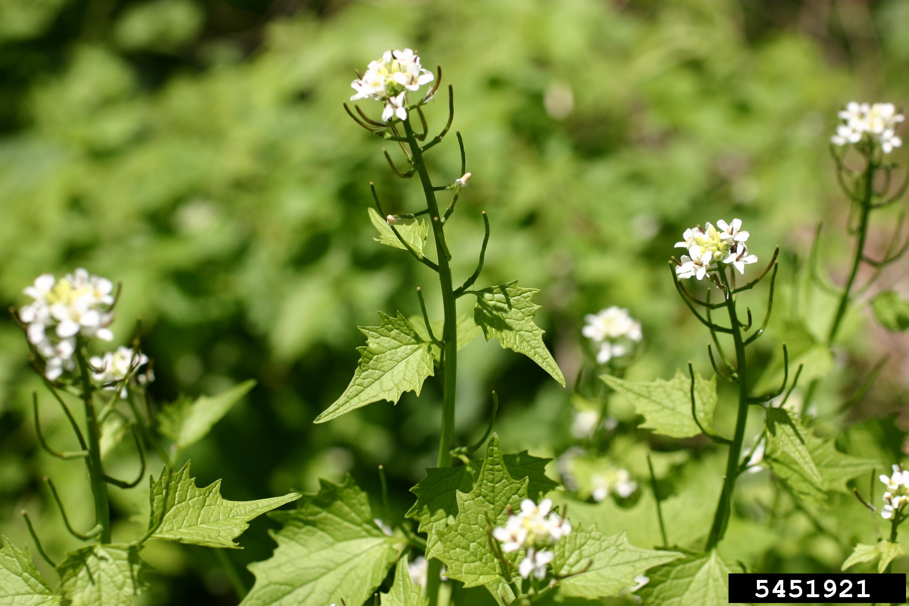 Invasive garlic mustard