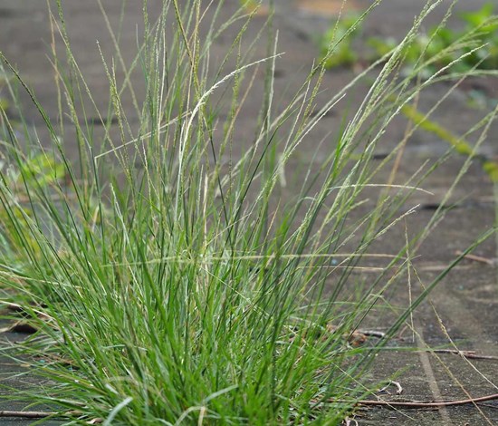 smutgrass