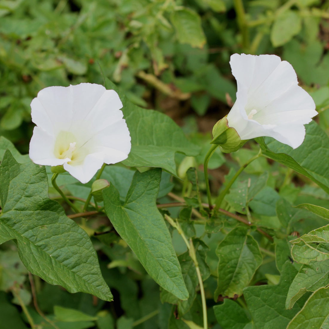 Filed bindweed flowers