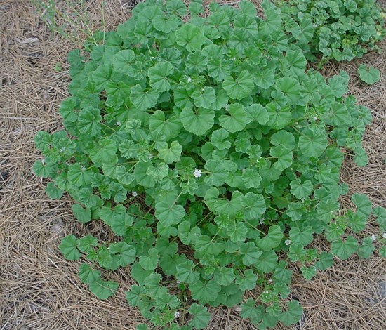 Common mallow spreading weed