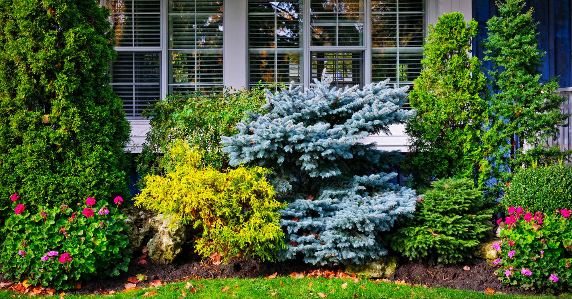 Shrubs in front of a house window