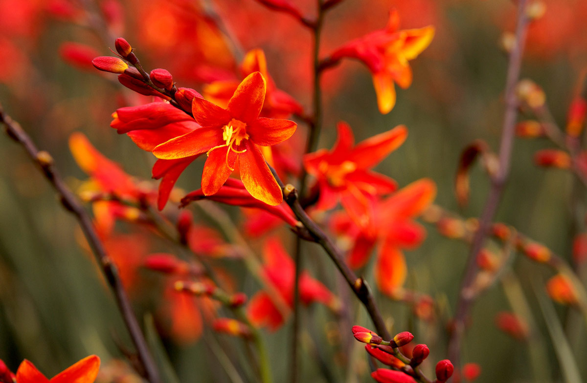 Crocosmia 'Dark Fire'
