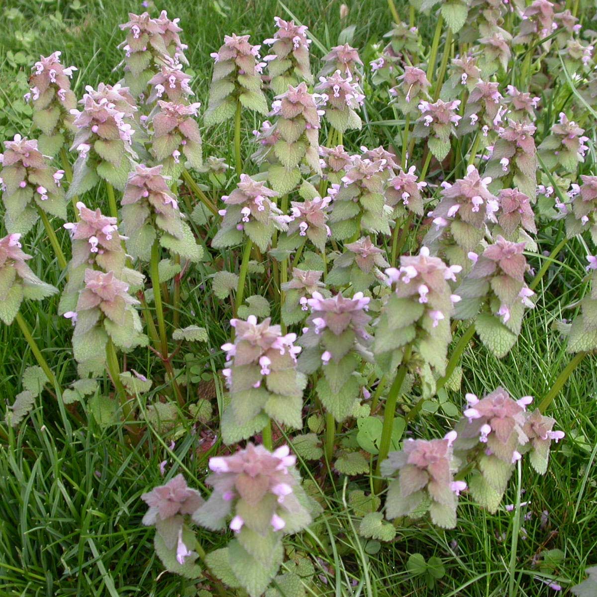 Purple deadnettle (Lamium purpureum)