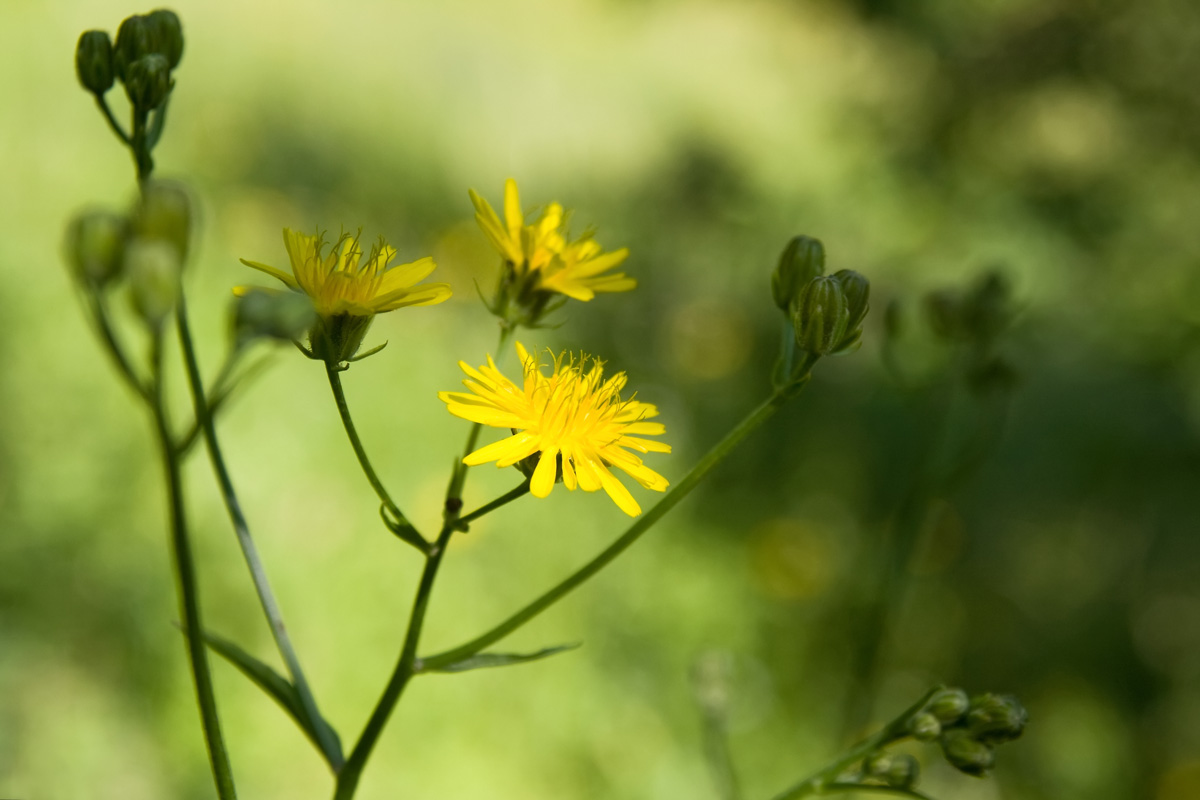 Yellow hawkweed (Hieracium)