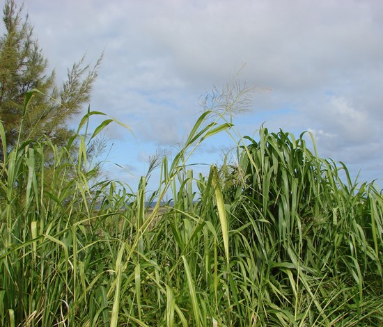 guineagrass