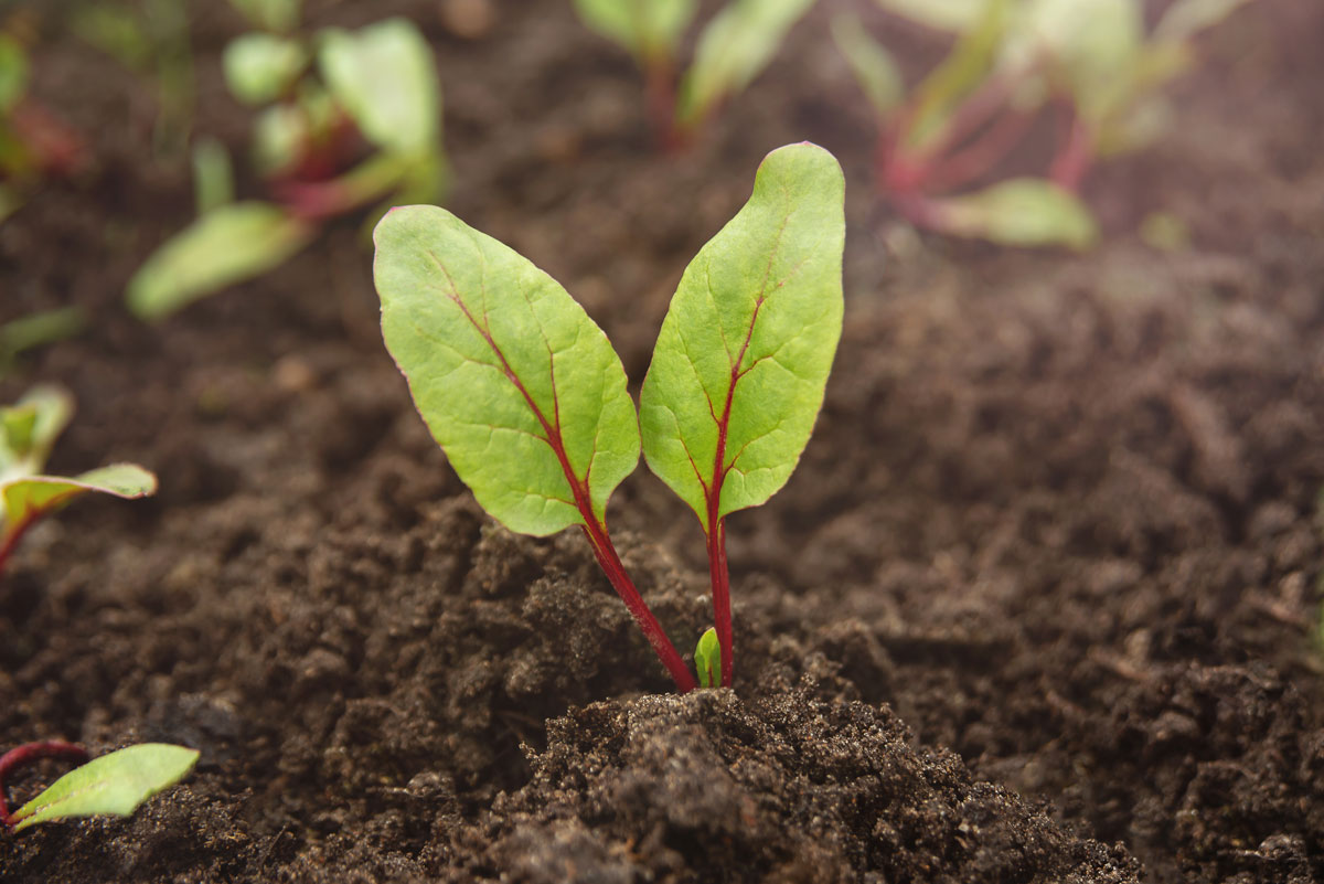 Sprouted beet plant