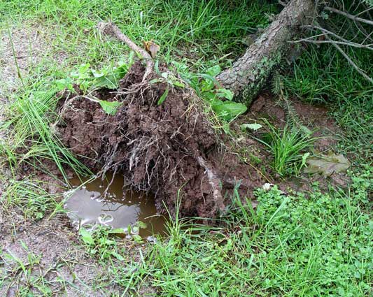 The most obvious and short-term effect of too much rain is the rotting of plant roots in soggy soil. George Weigel