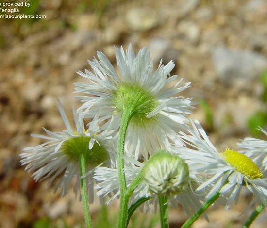 fleabane