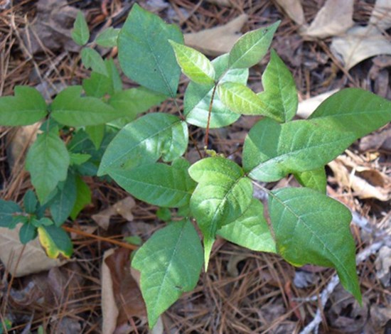 poison ivy