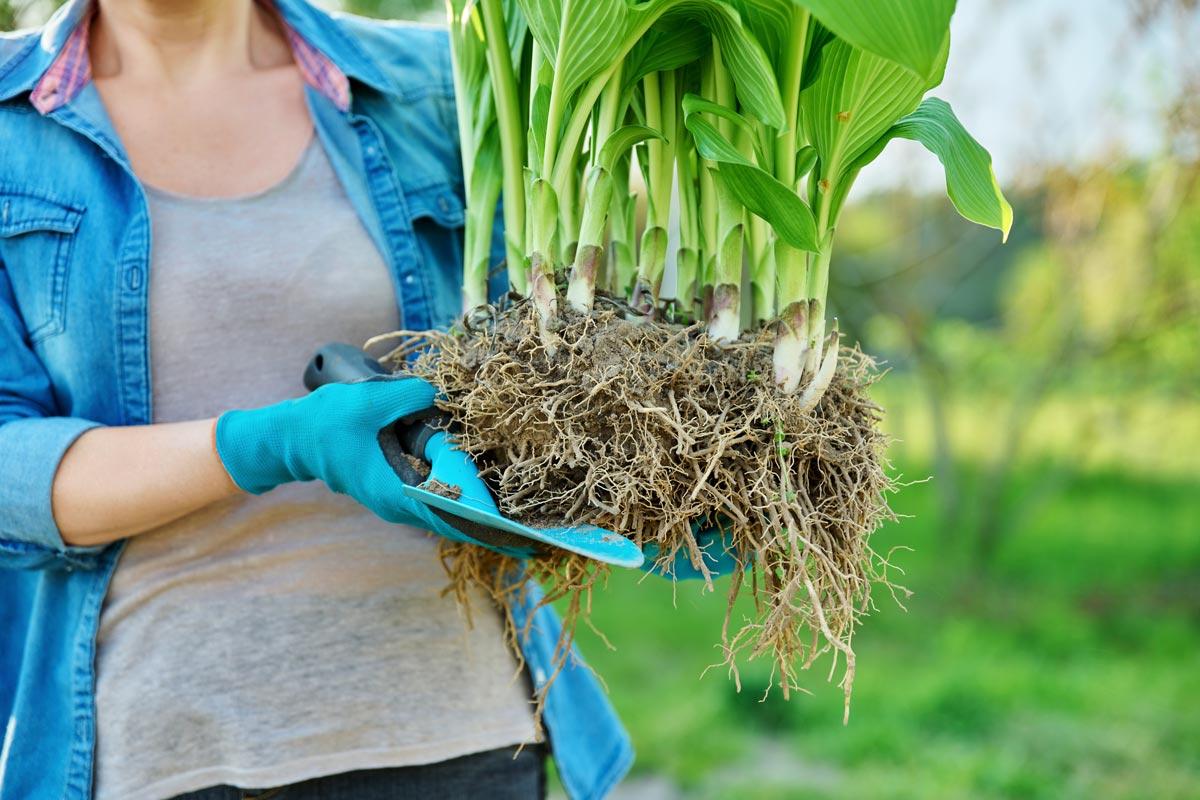 Woman holding a hosta plant dug up to transplant