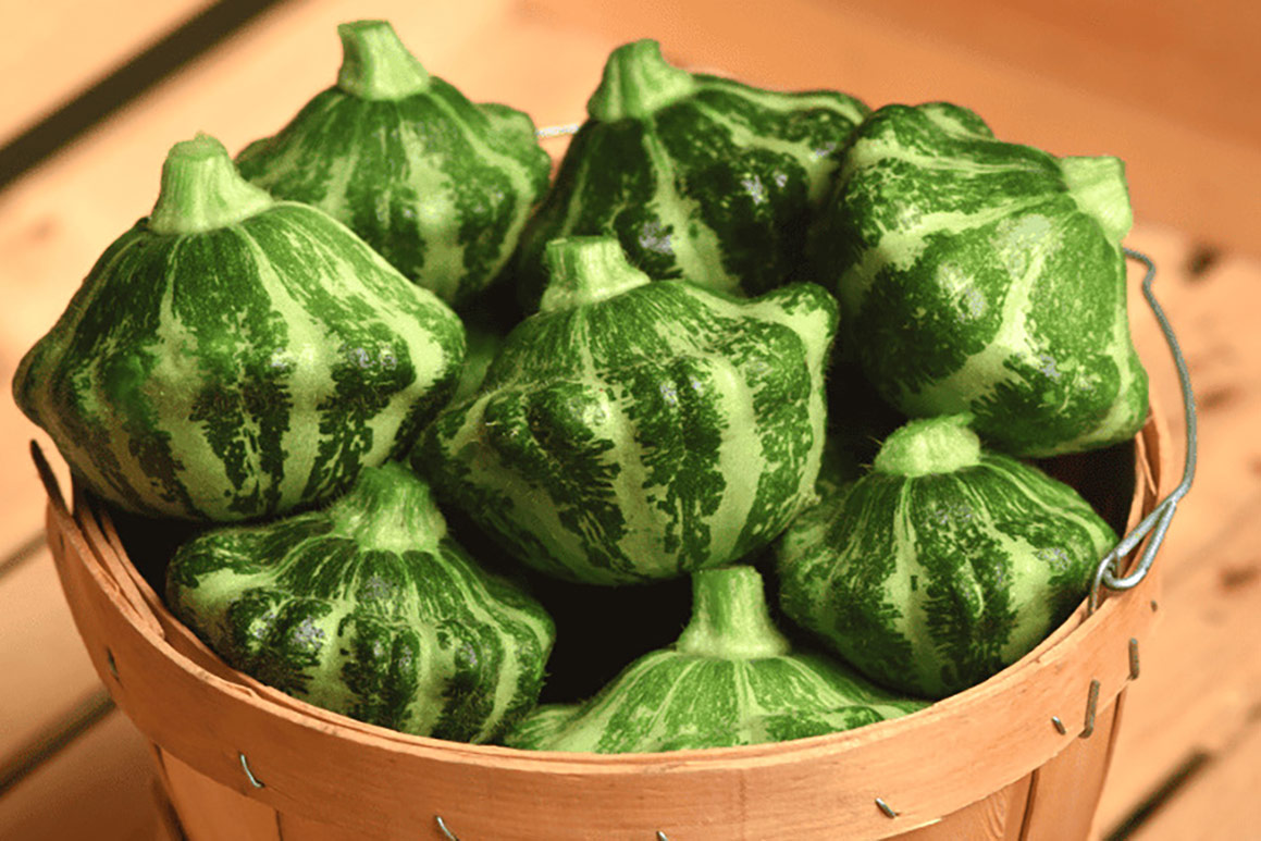 Green Lightning patty-pan summer squash