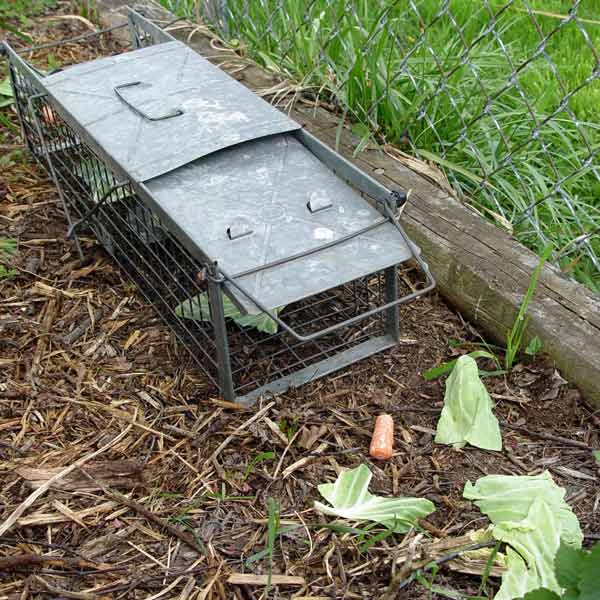 Groundhog trap
