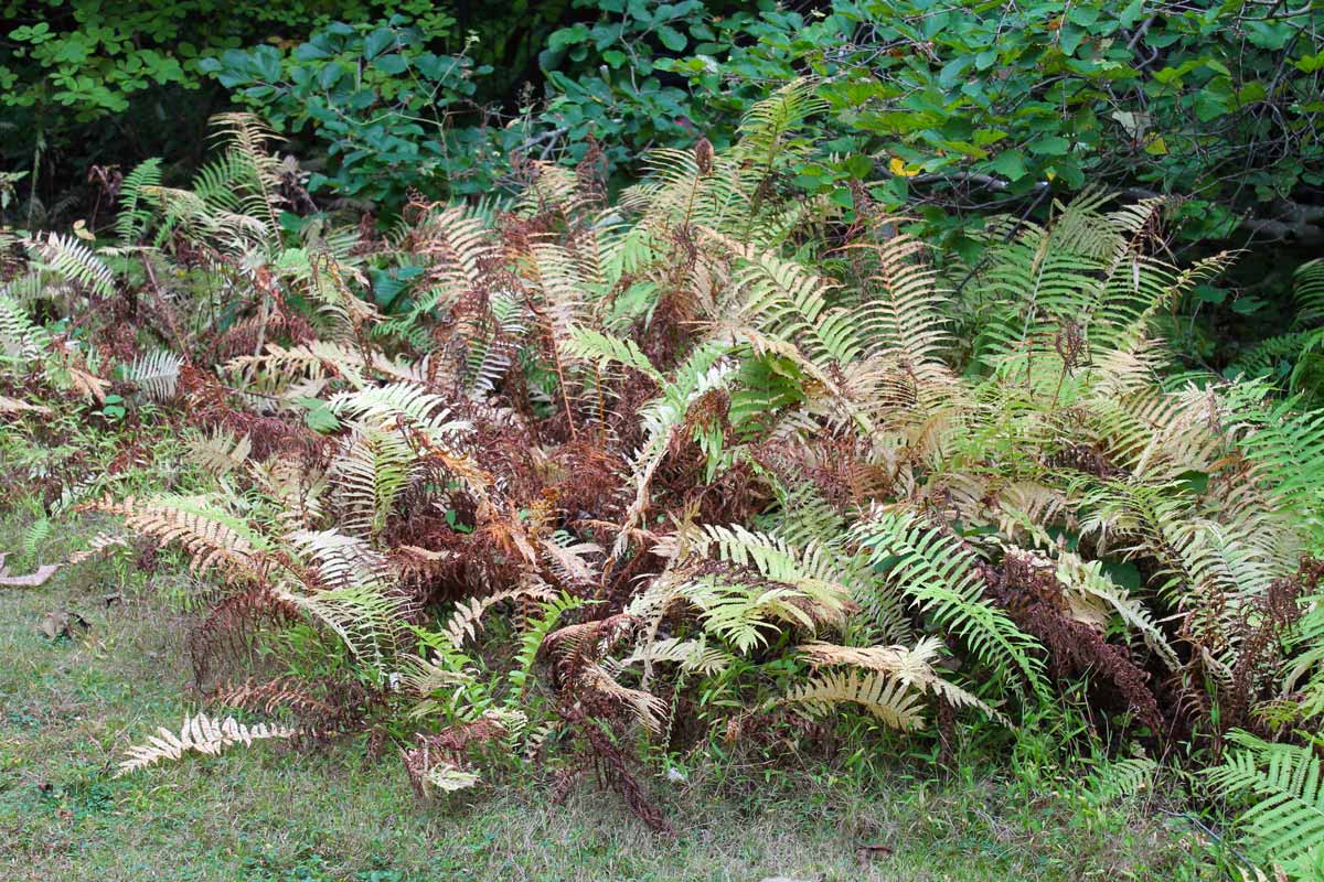 Sun damaged ferns