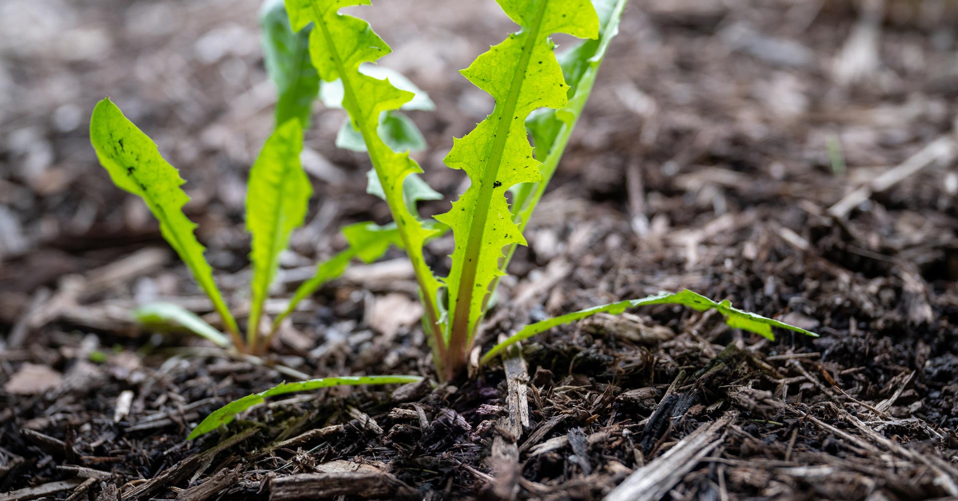 Dandelion Seedlings