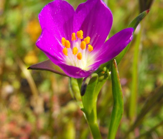 Rockpurslane pink flower
