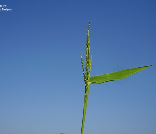 Texas panicum seedhead