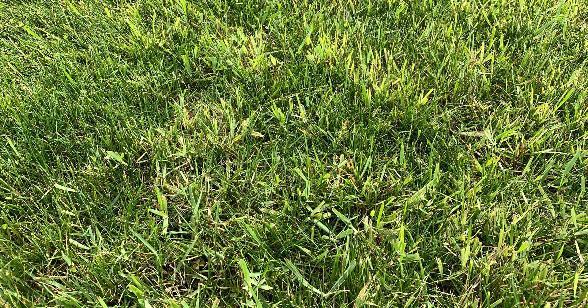 Grssy weeds in a lawn