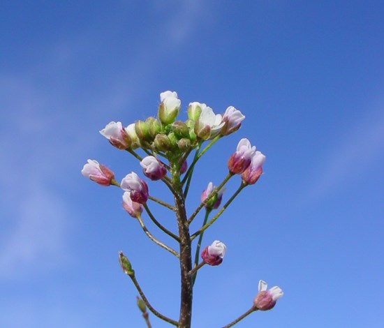 shepherd's purse flowers