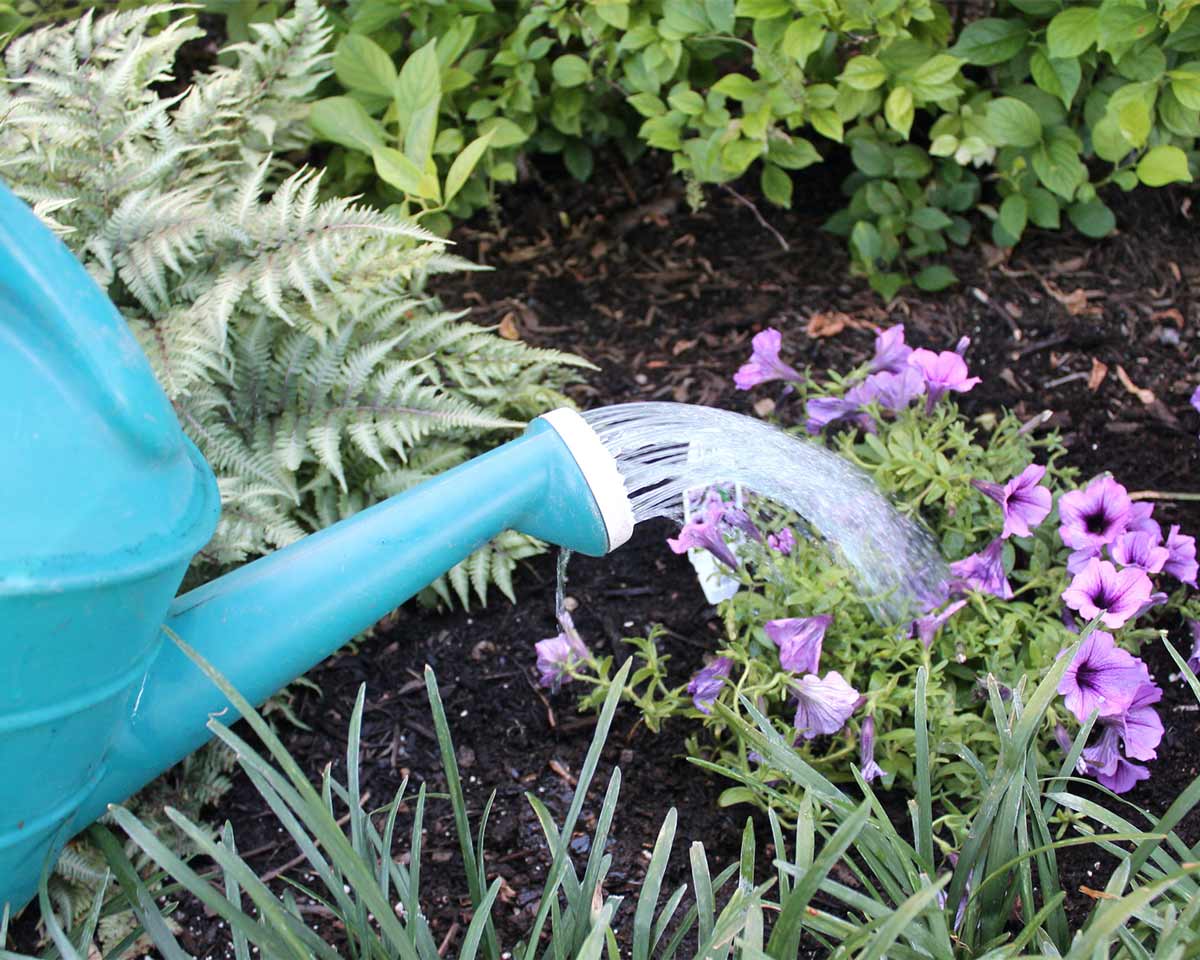 Watering petunias