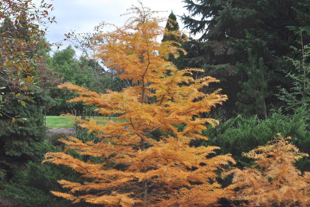 Larch tree with yellow needles in fall