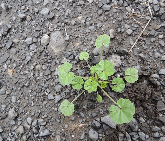 Common mallow seedling