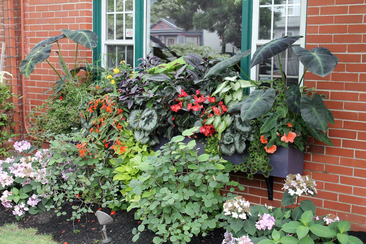 Window box with tropical plants