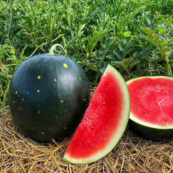 Watermelon Century Star