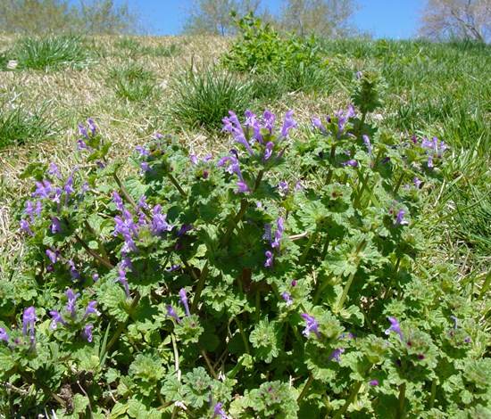 Lamium Amplexicaule, henbit, plant with flowers