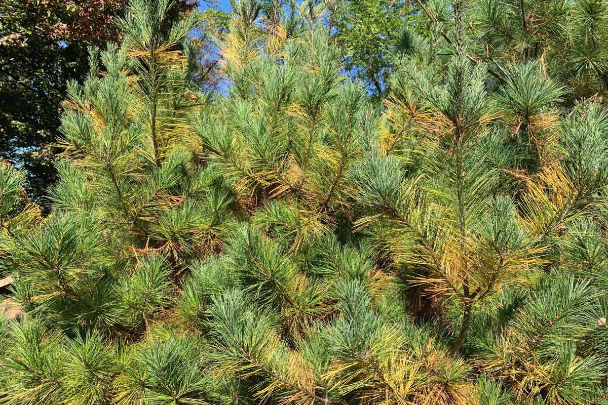 Eartern white pine with yellowing needles in fall