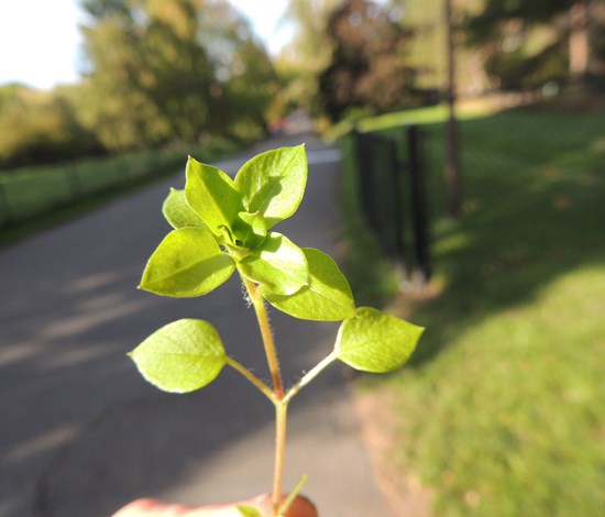 Stellaria Media, common chickweed, stalk and leaves