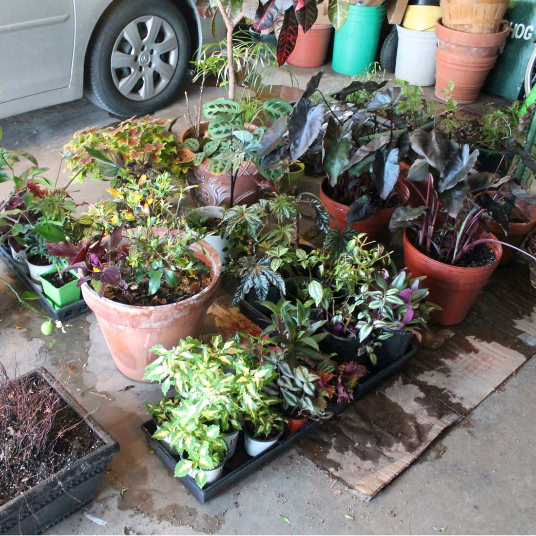 Tender plants stored over winter in a garage