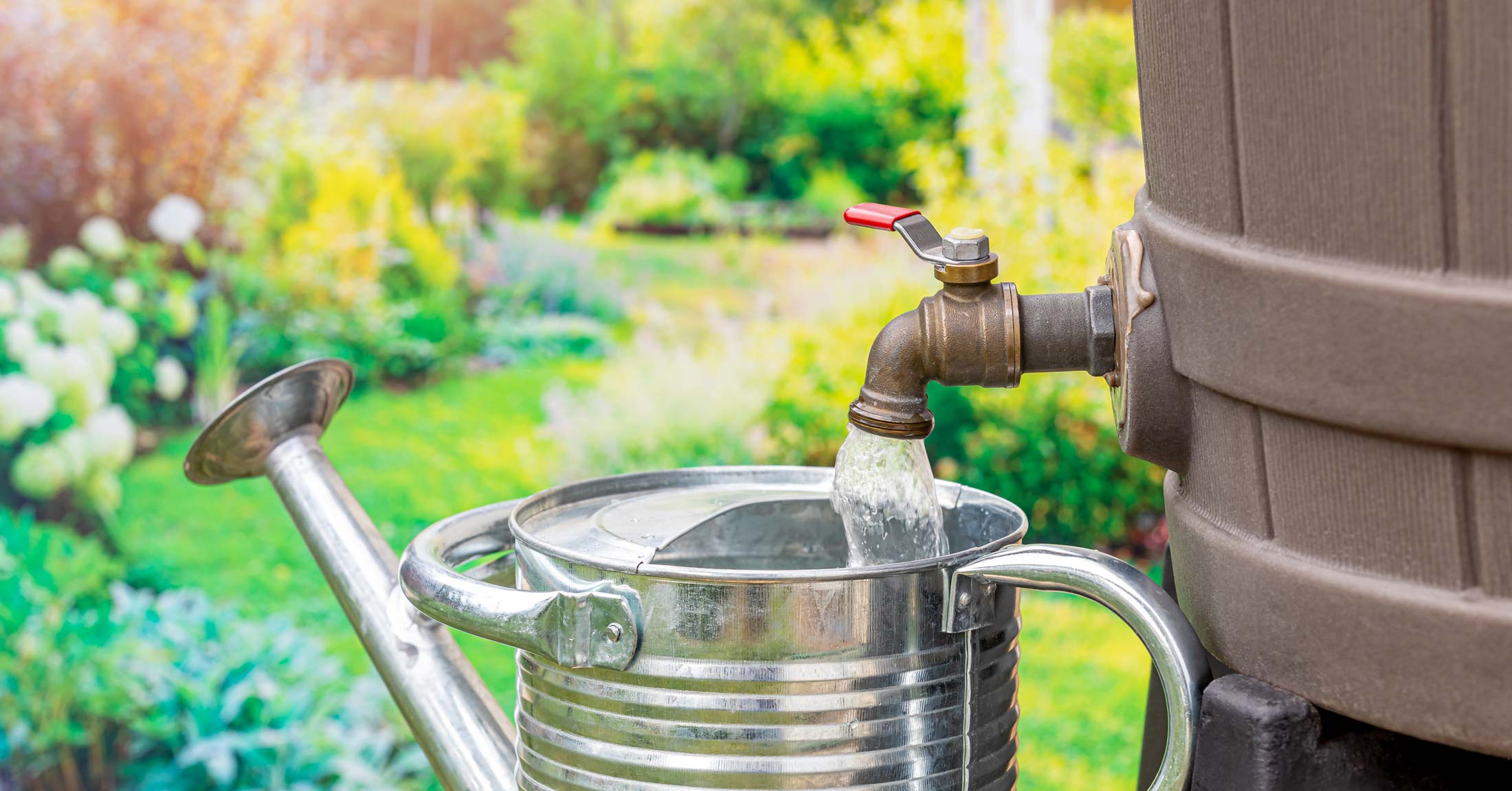 Filling a watering can from a rain barrel