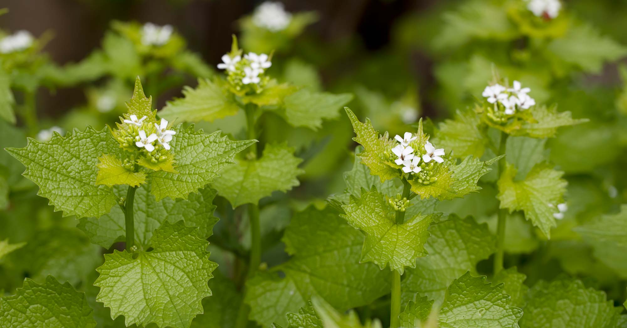 Garlic mustard (Alliaria petiolara)