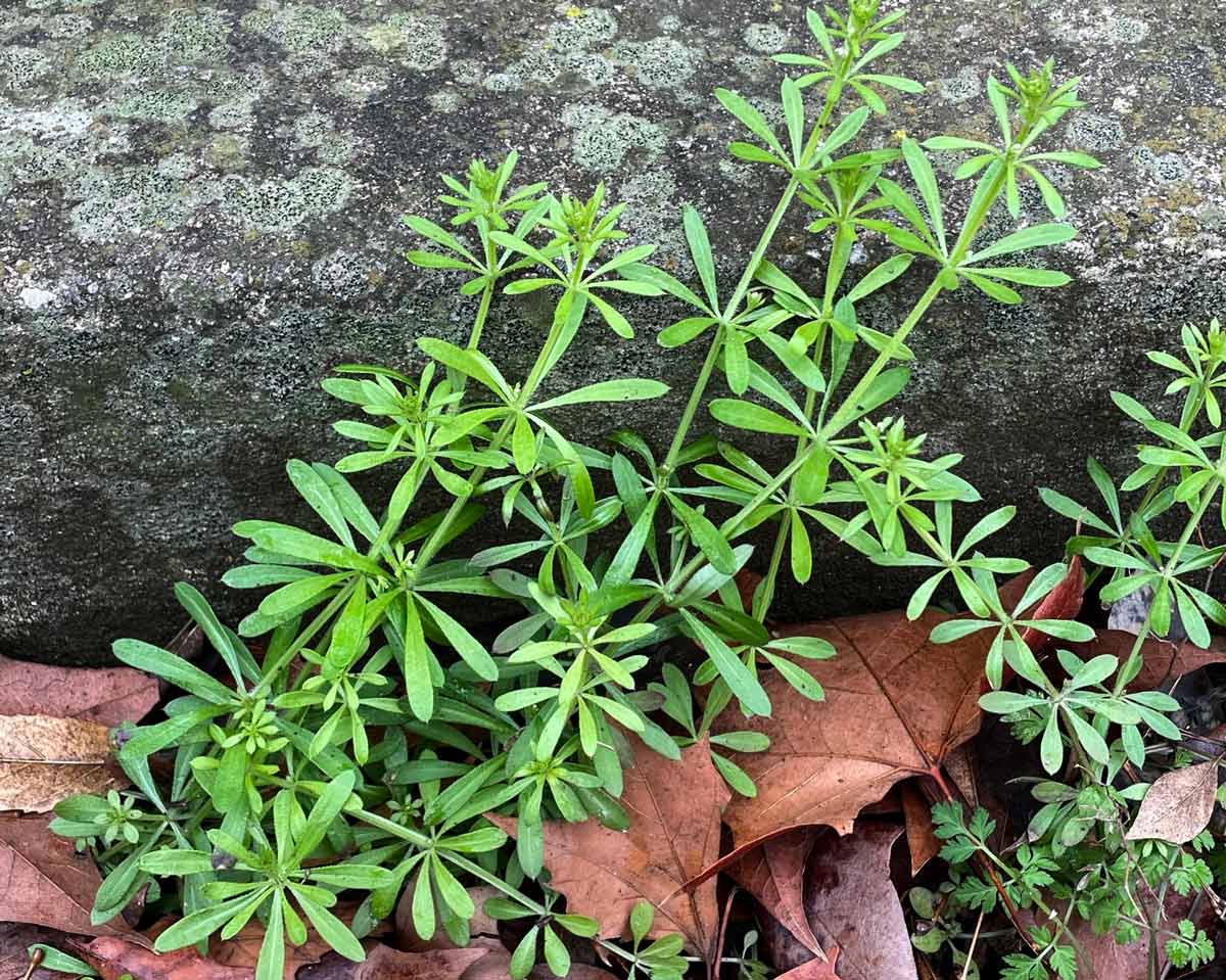 Catchweed bedstraw (Galium aparine)