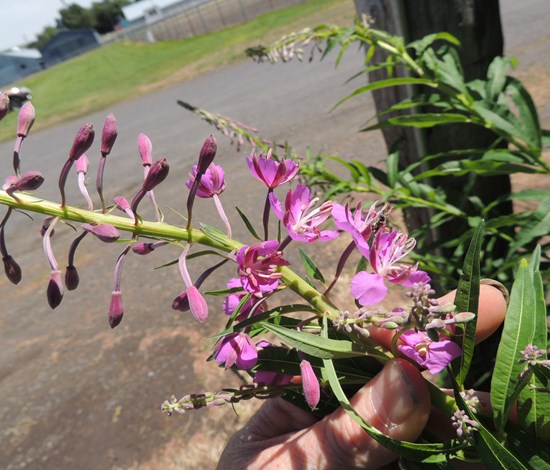 fireweed