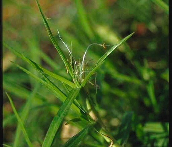 kikuyu grass