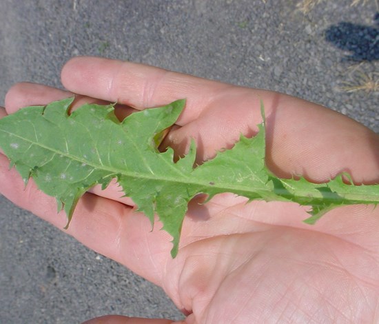 Dandelion, Taraxacum Officinale, leaf