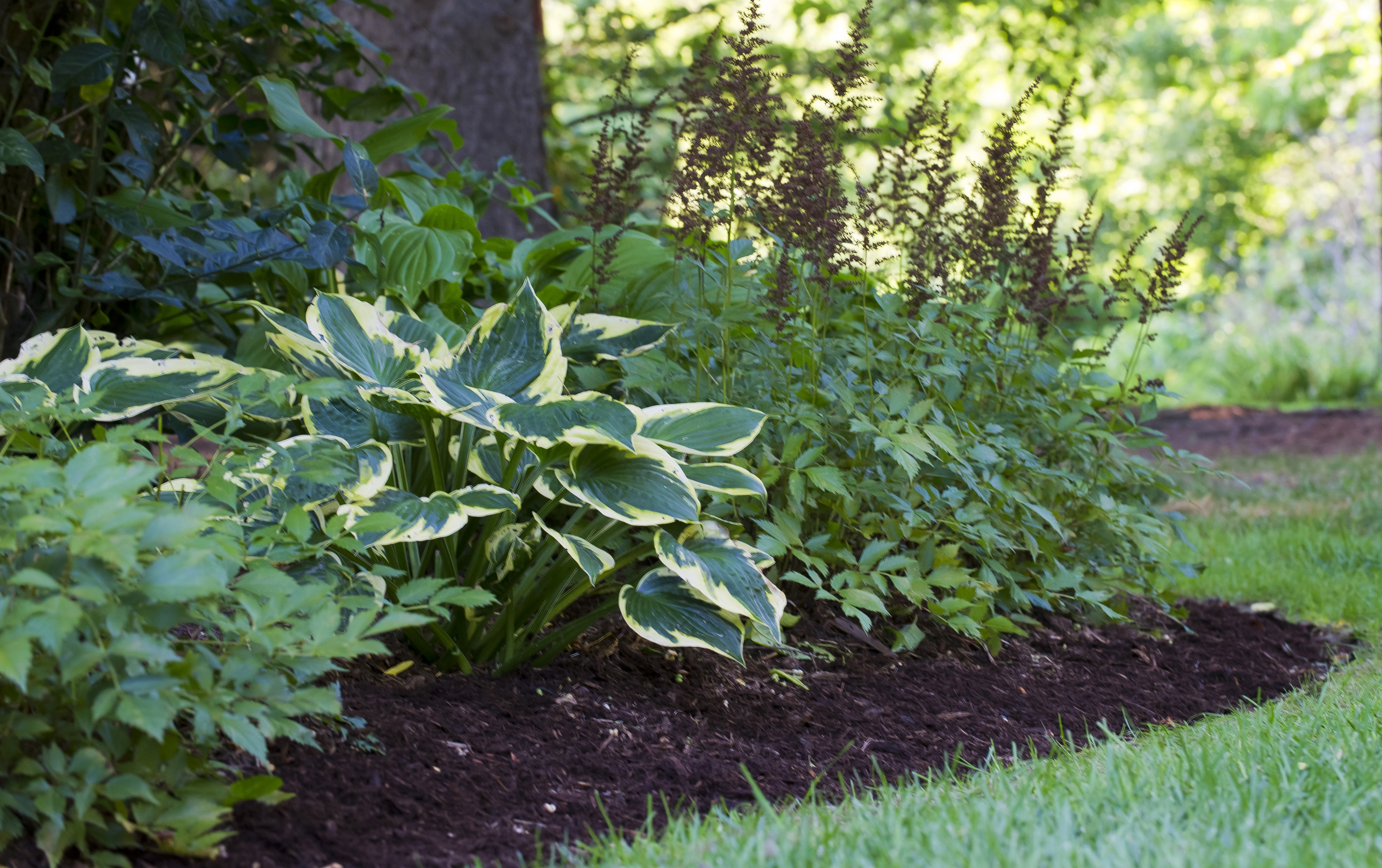 Weed-free shady perennial garden bed