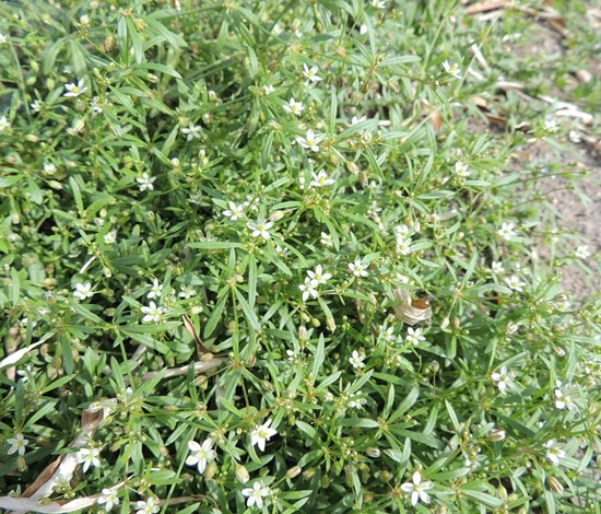 Carpetweed in flower