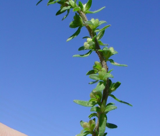 Corn speedwell