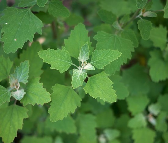 Lambsquarters (Chenopodium album)