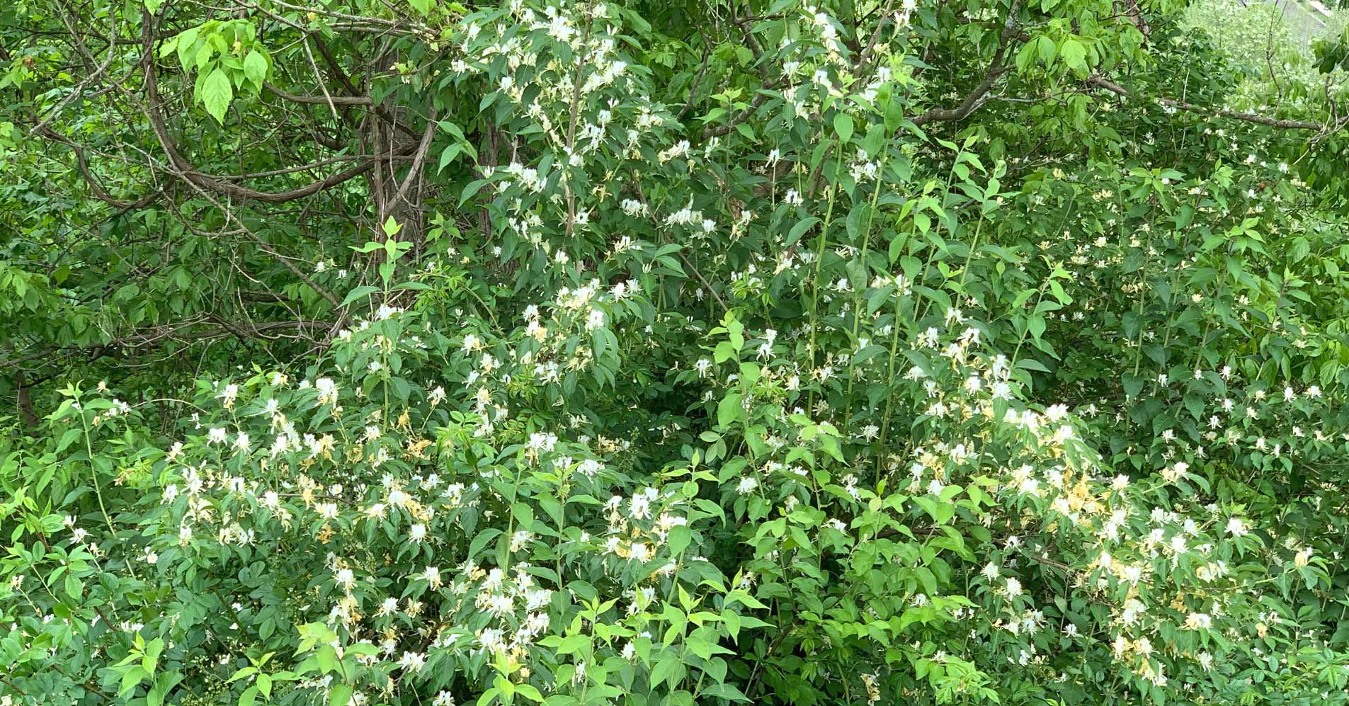 Japanese Honeysuckle