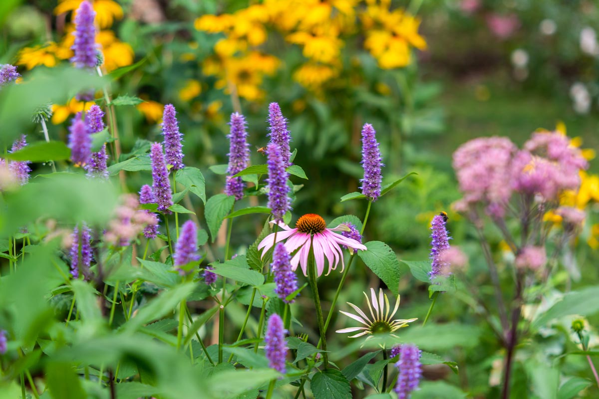 Perennial flower garden with agastache and coneflowers