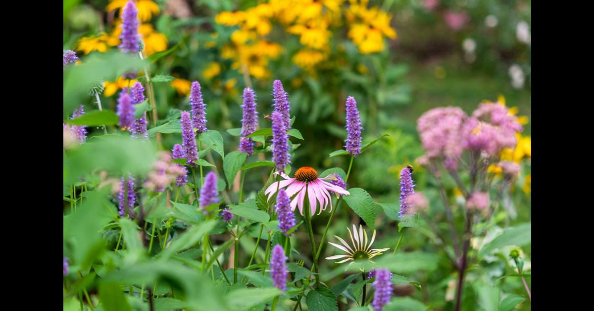 How To Control Weeds In A Perennial Garden 9364