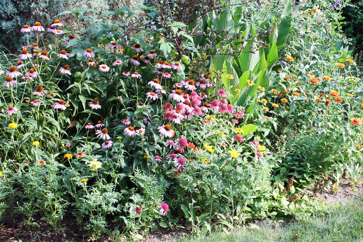 Garden border with coneflowers, marigolds and sunflowers.